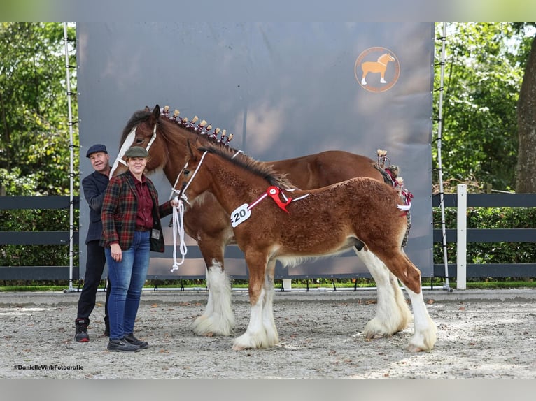 Shire Horse Stallion 1 year  in Witteveen