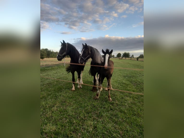 Shire Horse Stallion 1 year Black in Jedlnia-Letnisko