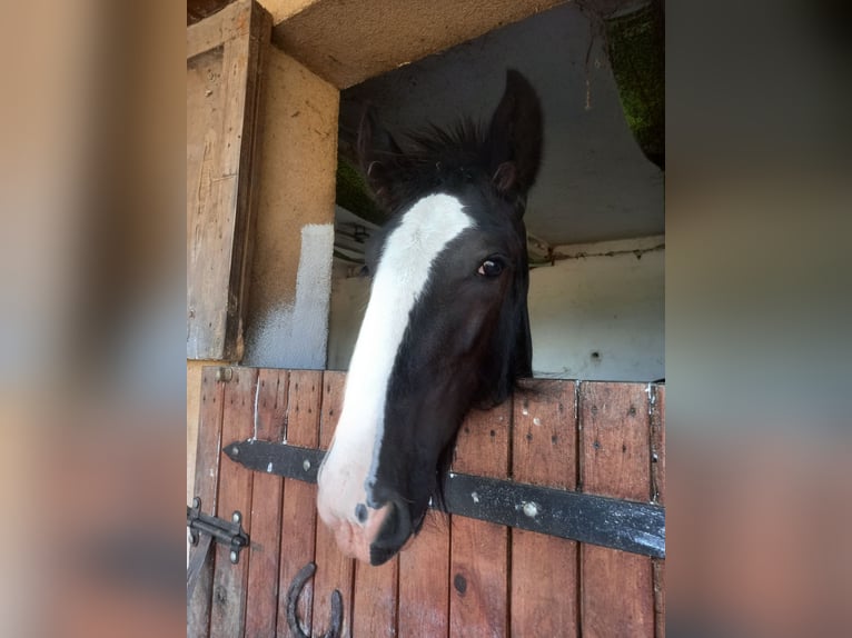 Shire Horse Stallion 1 year Black in Jedlnia-Letnisko