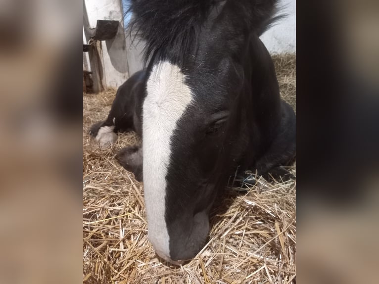 Shire Horse Stallion 1 year Black in Jedlnia-Letnisko