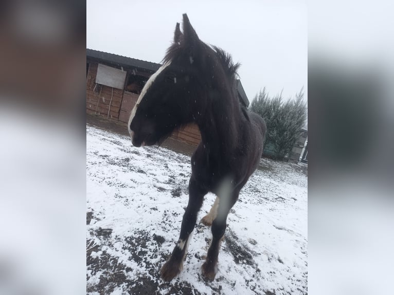 Shire Horse Stallion 1 year Black in Jedlnia-Letnisko