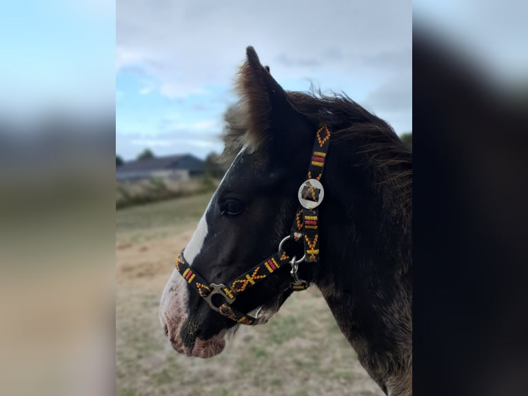 Shire Horse Stallion 1 year Black in Sint-Annaland