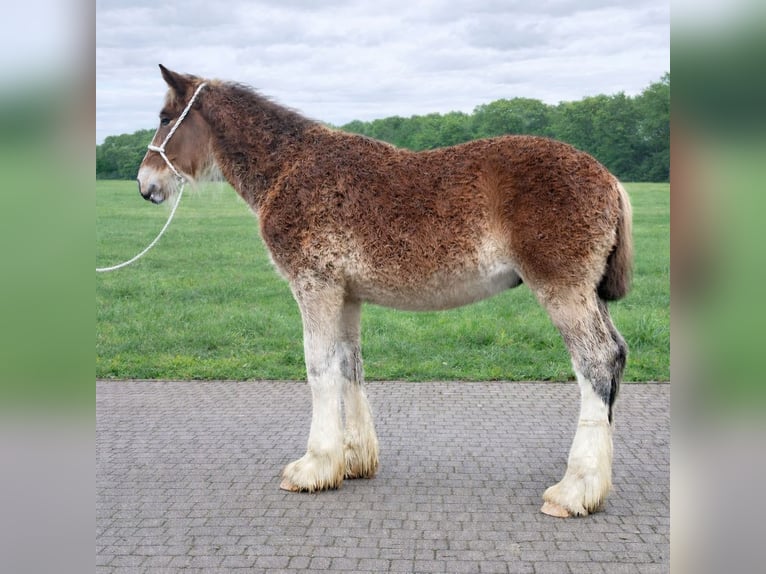 Shire Horse Stallion 1 year Brown in Friedeburg
