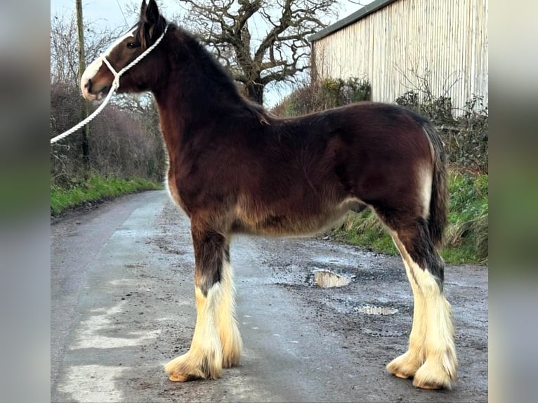 Shire Horse Stallion 1 year in whitegate