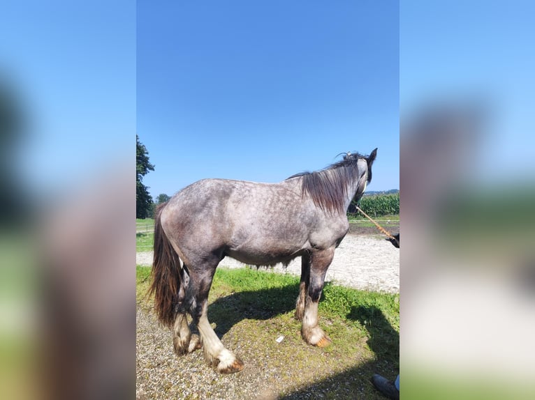 Shire Horse Stallion 2 years 16.3 hh Grey in Ried im Innkreis