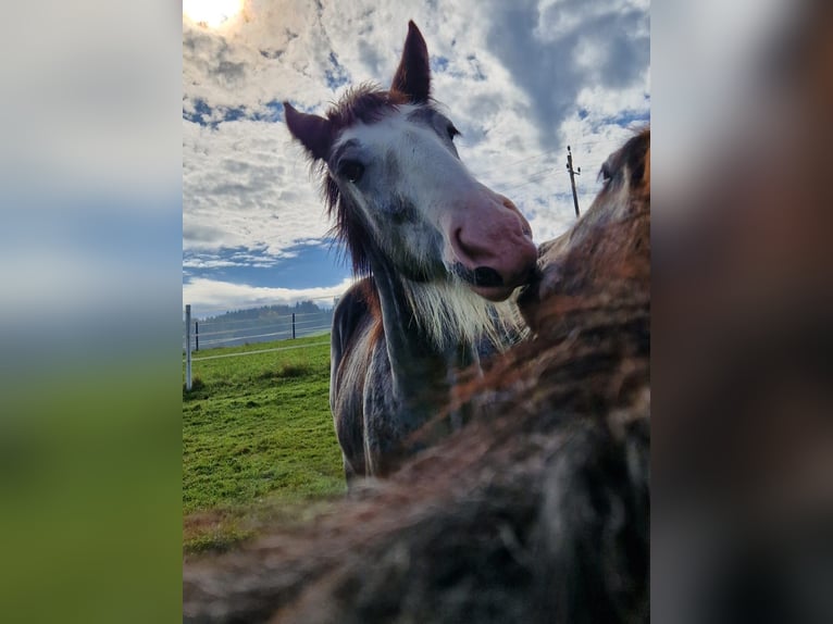 Shire Horse Stallion 2 years 16.3 hh Grey in Ried im Innkreis