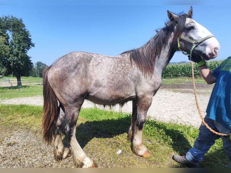 Shire Horse Stallion 2 years 16,3 hh Grey in Ried im Innkreis