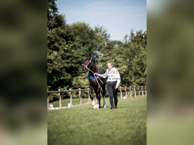 Shire Horse Stallion 2 years 17 hh Black in Lekeryd
