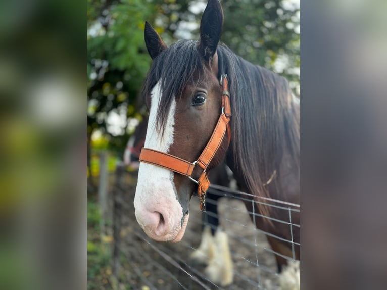 Shire Horse Stallion 2 years 17,1 hh in Csem&#x151;