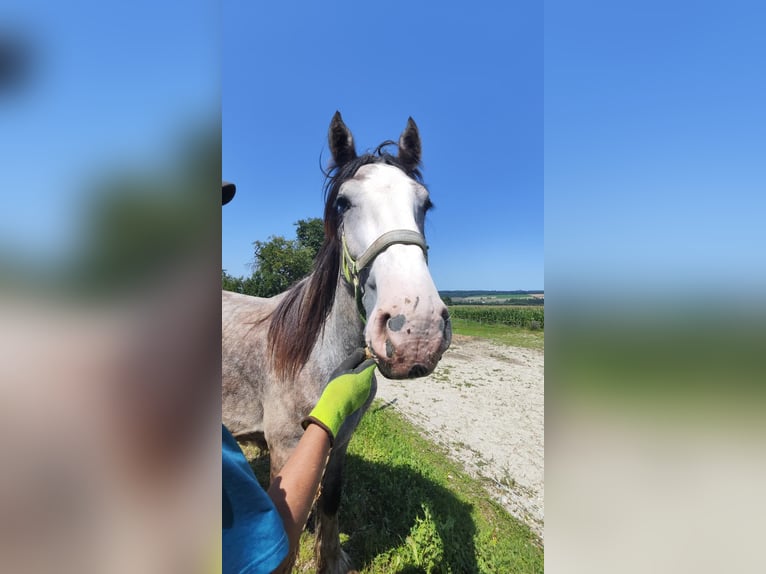 Shire Horse Stallion 2 years 17,2 hh Grey in Ried im Innkreis