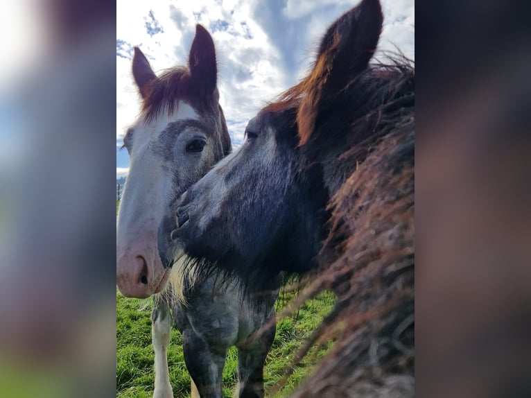 Shire Horse Stallion 2 years 17,2 hh Grey in Ried im Innkreis