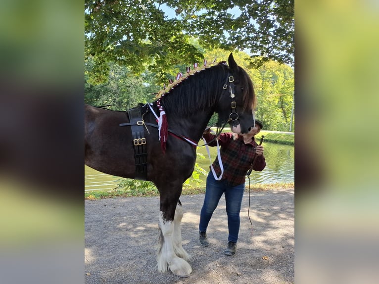 Shire Horse Stallion 2 years Black in Witteveen
