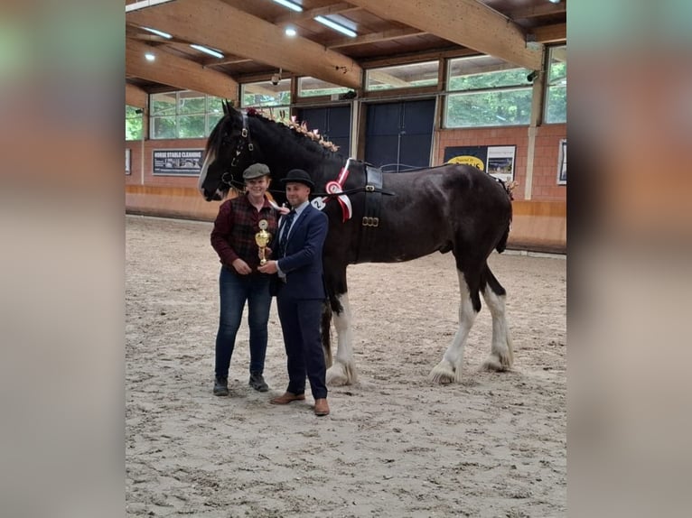 Shire Horse Stallion 2 years Black in Witteveen