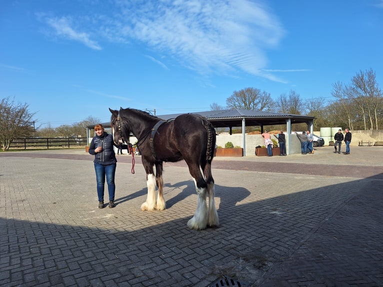 Shire Horse Stallion 2 years Black in Witteveen