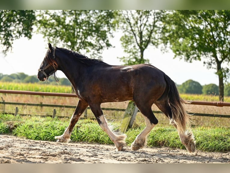 Shire Horse Stallion 2 years Black in Witteveen Shire Horse Stallion 2 years Black in Witteveen