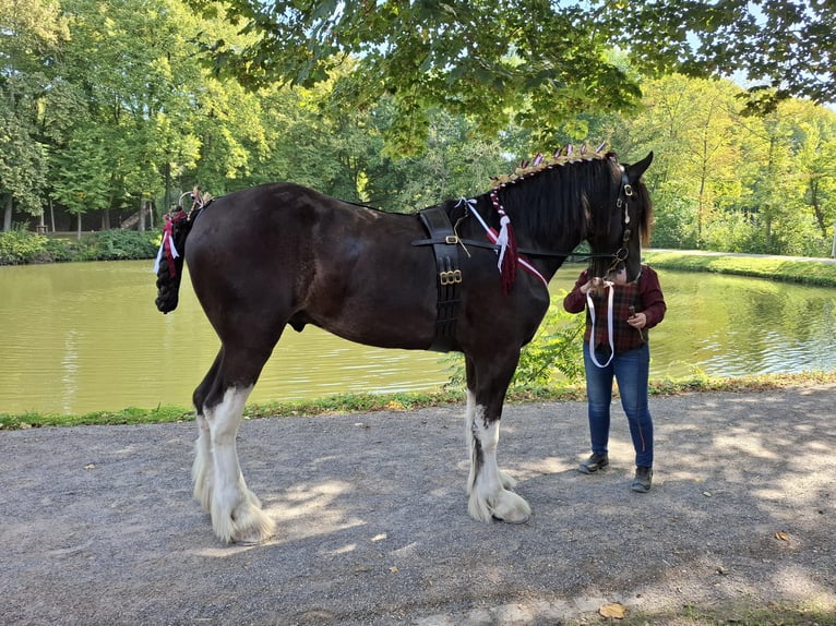 Shire Horse Stallion 2 years Black in Witteveen