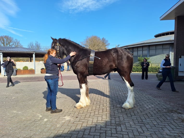 Shire Horse Stallion 2 years Black in Witteveen