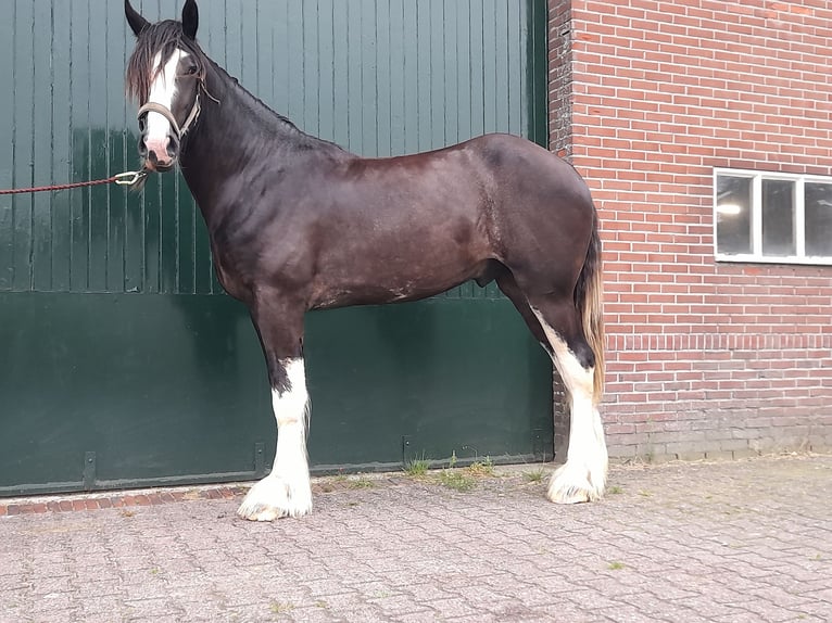 Shire Horse Stallion 2 years Black in Witteveen