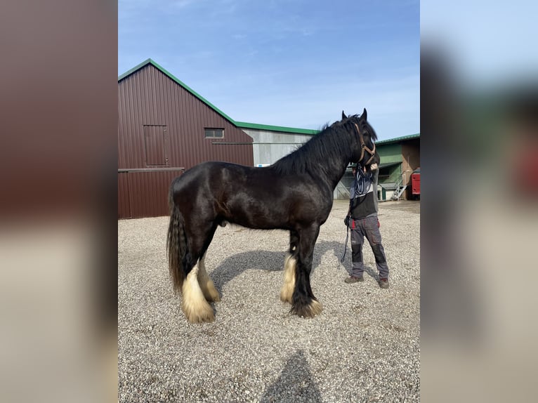 Shire Horse Stallion 3 years 17,2 hh Brown in Z&#x105;browo