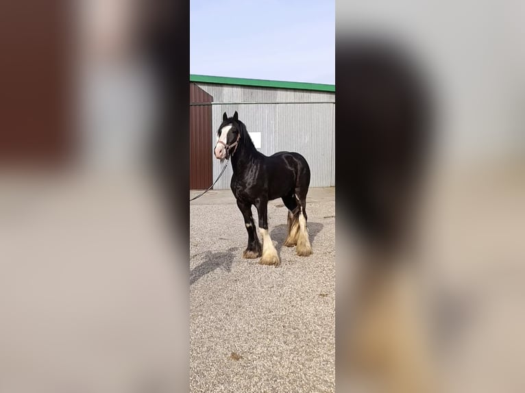 Shire Horse Stallion 3 years 17,2 hh Brown in Z&#x105;browo