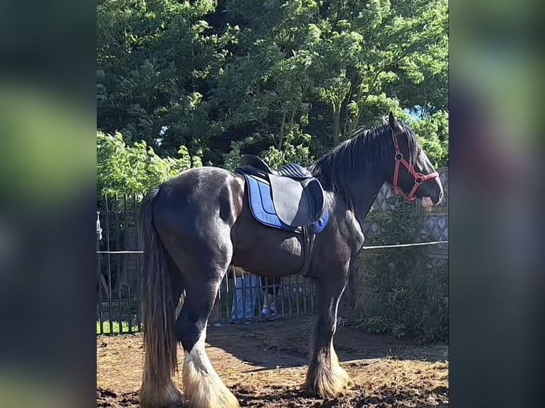 Shire Horse Stallion 3 years 17,2 hh Brown in Z&#x105;browo