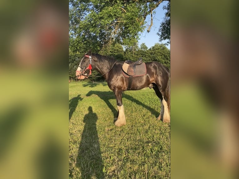 Shire Horse Stallion 3 years 17,2 hh Brown in Z&#x105;browo