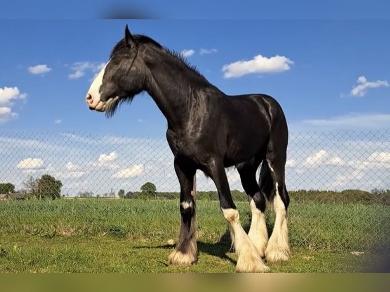 Shire Horse Stallion 3 years 17,2 hh Brown in Z&#x105;browo