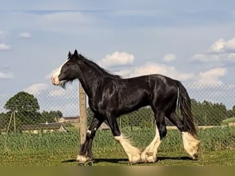 Shire Horse Stallion 3 years 17,2 hh Brown in Z&#x105;browo