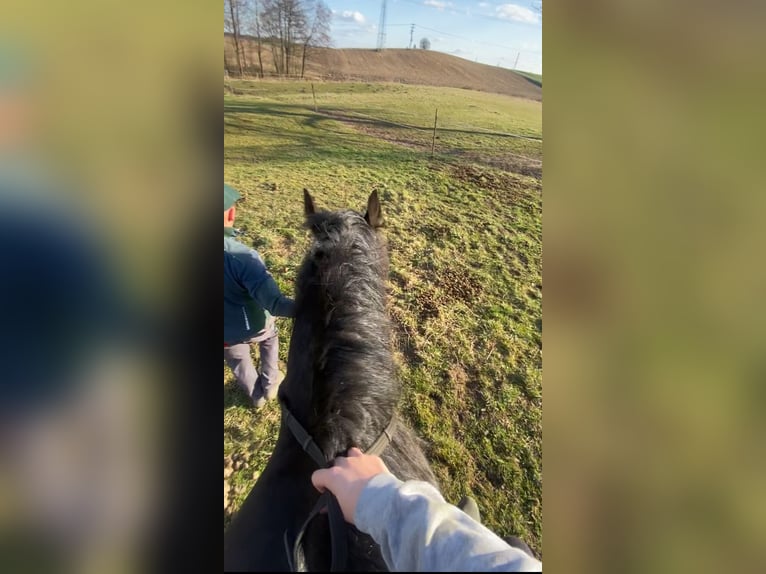Shire Horse Stallion 3 years 17,2 hh Brown in Z&#x105;browo