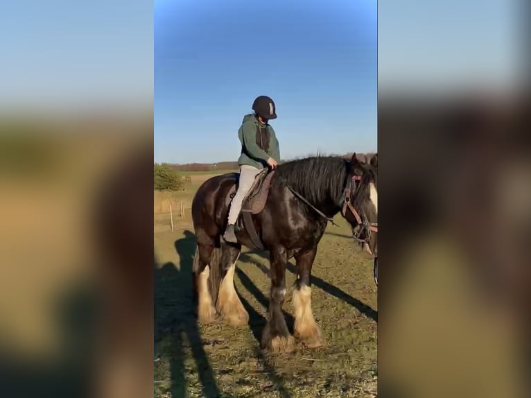 Shire Horse Stallion 3 years 17,2 hh Brown in Z&#x105;browo