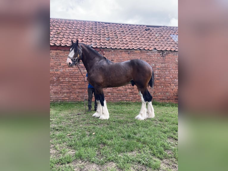 Shire Horse Stallion 3 years 18 hh Bay in York Shire Horse Stallion 3 years 18 hh Bay in York
