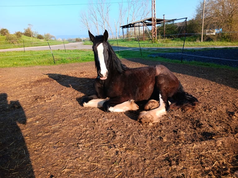 Shire Horse Stallion 3 years 18 hh Black in Rottleben