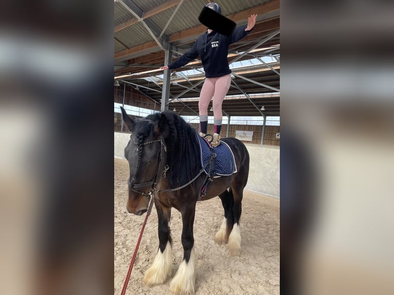 Shire Horse Stallion 4 years 17 hh Smoky-Black in Oeselgem