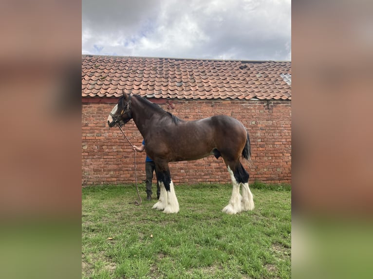 Shire Horse Stallion 4 years 18 hh Bay in Stillingfleet