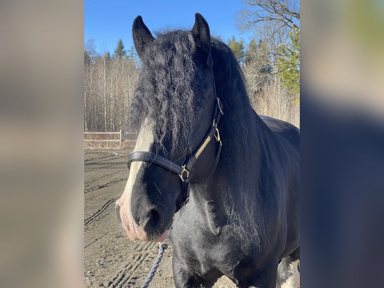 Shire Horse Stallion 4 years 18,1 hh Black in Lekeryd