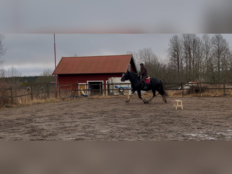 Shire Horse Stallion 4 years 18,1 hh Black in Lekeryd