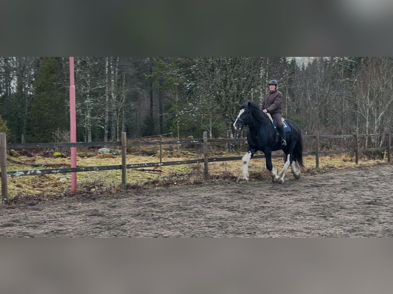 Shire Horse Stallion 4 years 18,1 hh Black in Lekeryd