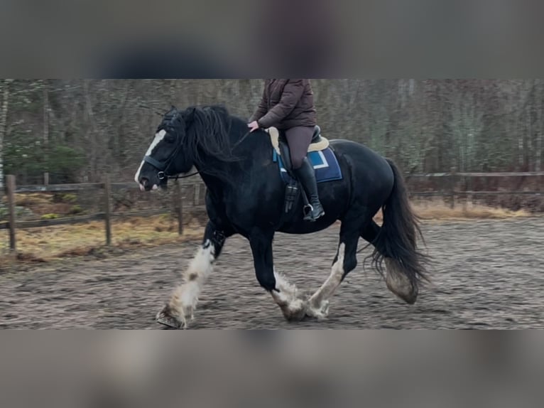 Shire Horse Stallion 4 years 18,1 hh Black in Lekeryd