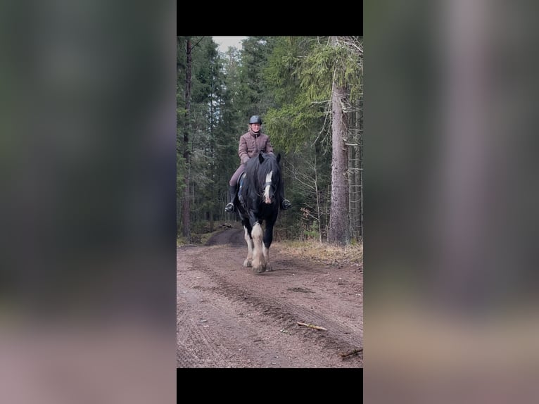 Shire Horse Stallion 4 years 18,1 hh Black in Lekeryd