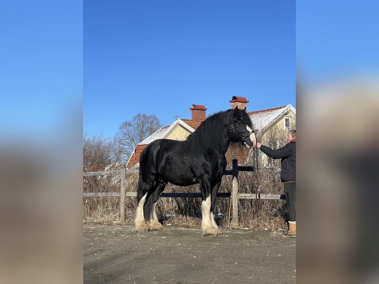 Shire Horse Stallion 4 years 18,1 hh Black in Lekeryd