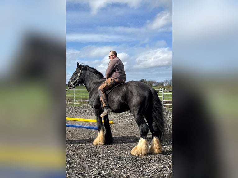 Shire Horse Stallion 5 years 17.2 hh Black in Aachen