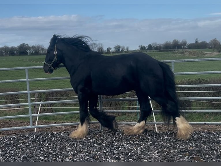 Shire Horse Stallion 5 years 17.2 hh Black in Aachen