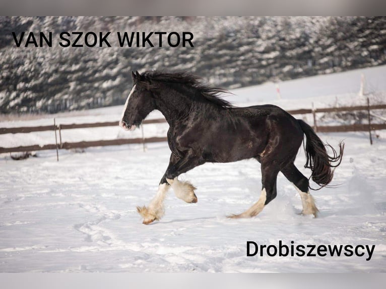 Shire Horse Stallion 6 years 18,2 hh Brown in Raczki