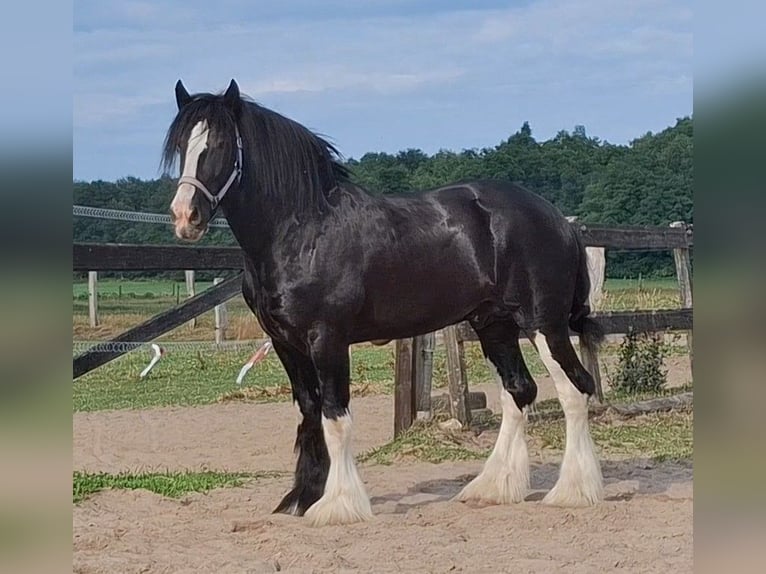 Shire Horse Stallion 6 years 18 hh Black in Markelo