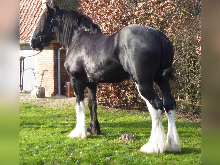 Shire Horse Stallion 6 years 18 hh Black in Markelo