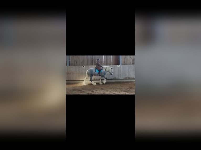 Shire Horse Stallion 6 years 18 hh Can be white in Ried im Innkreis