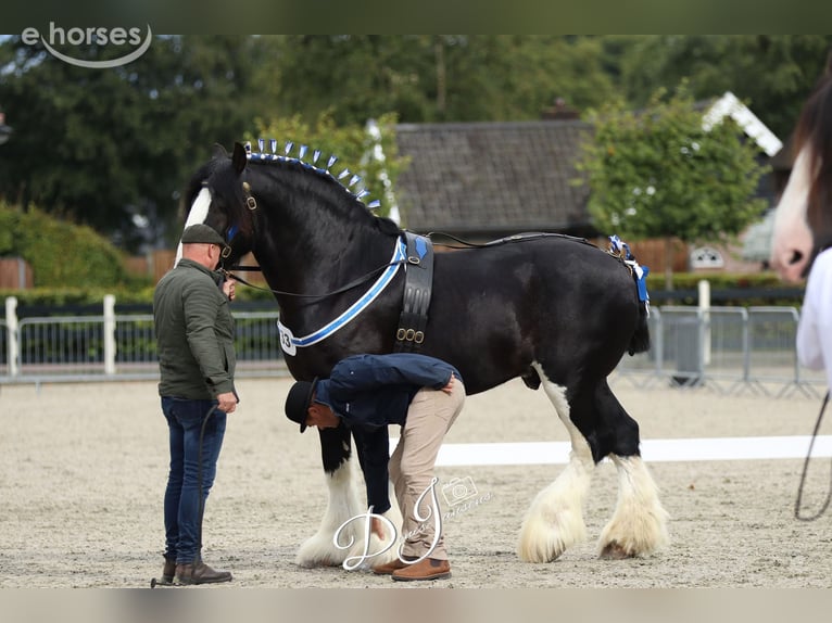 Shire Horse Stallion 8 years 17.2 hh Black in Sint-Laureins