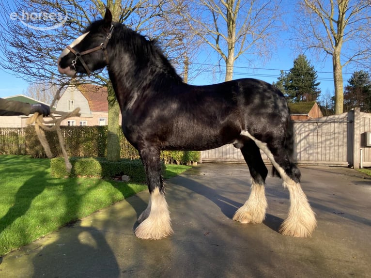 Shire Horse Stallion 8 years 17.2 hh Black in Sint-Laureins