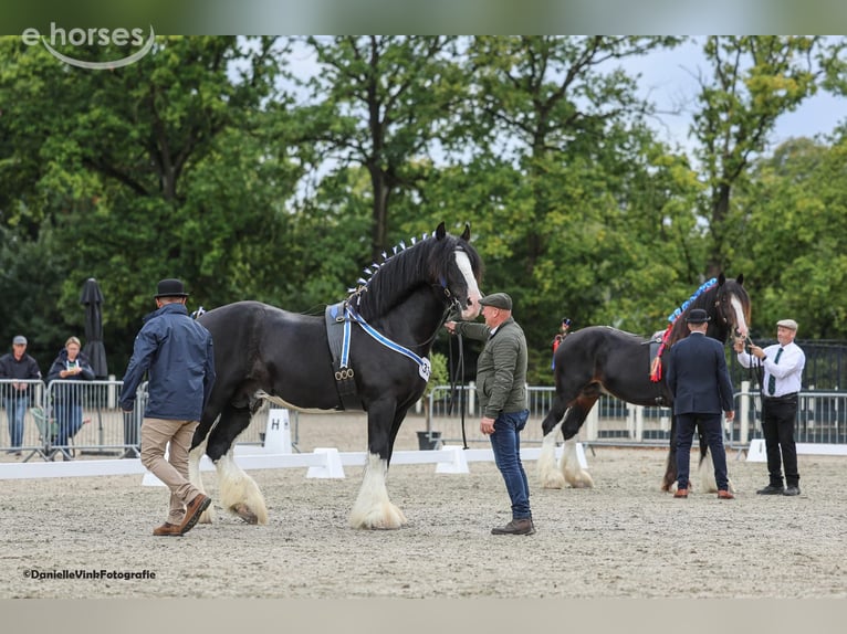 Shire Horse Stallion 8 years 17.2 hh Black in Sint-Laureins
