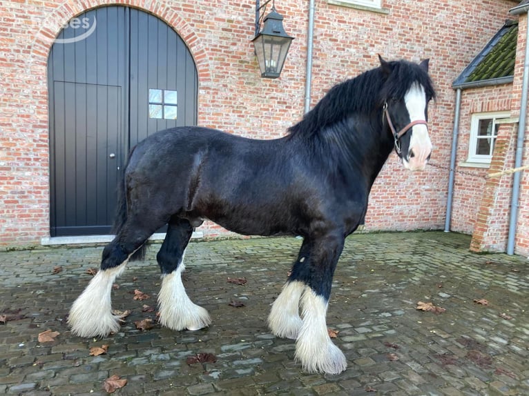 Shire Horse Stallion 8 years 17.2 hh Black in Sint-Laureins